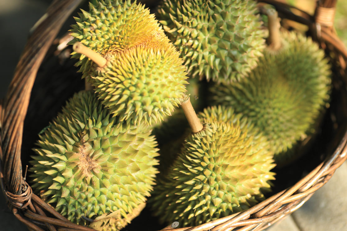 Elmina Peak City of Elmina Sime Darby Property